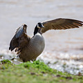 Goose Photograph by Holden The Moment Goose Photograph by Holden The Moment
