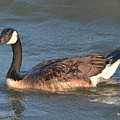Goose on the go..... by Dan Williams