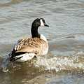Goose Rides A Wave Photograph by Holden The Moment Goose Rides A Wave Photograph by Holden The Moment