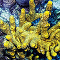Gorgeous Yellow Photograph by Perla Copernik Gorgeous Yellow Photograph by Perla Copernik