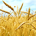 Grain Field by Elena Elisseeva Grain Field by Elena Elisseeva