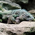 Grand Cayman Blue Iguana by Angelina Tamez Grand Cayman Blue Iguana by Angelina Tamez