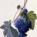 Grapes by Georg Dionysius Ehret Grapes by Georg Dionysius Ehret