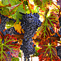 Grapes on vine in vineyards Photograph by Garry Gay Grapes on vine in vineyards Photograph by Garry Gay