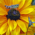 Grasshopper and Susan Photograph by Jennifer Robin Grasshopper and Susan Photograph by Jennifer Robin