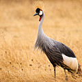 Gray Crowned Crane by Adam Romanowicz Gray Crowned Crane by Adam Romanowicz
