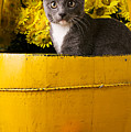Gray Kitten In Yellow Bucket by Garry Gay Gray Kitten In Yellow Bucket by Garry Gay