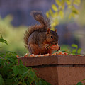 Munching Squirrel by Robert Braley Munching Squirrel by Robert Braley