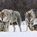 Gray Wolves Norway Photograph by Jasper Doest Gray Wolves Norway Photograph by Jasper Doest