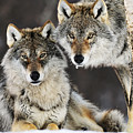 Gray Wolf Pair In The Snow Photograph by Jasper Doest Gray Wolf Pair In The Snow Photograph by Jasper Doest