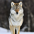 Gray Wolf in the Snow Photograph by Jasper Doest Gray Wolf in the Snow Photograph by Jasper Doest