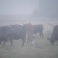 Grazing cows in the mist Photograph by Torbjorn Swenelius Grazing cows in the mist Photograph by Torbjorn Swenelius