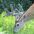 Grazing Mule Deer by Carol Groenen Grazing Mule Deer by Carol Groenen