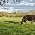 Grazing the Back Forty by Cricket Hackmann