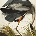 Great Blue Heron Drawing by John James Audubon Great Blue Heron Drawing by John James Audubon