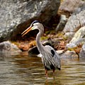 Great Blue Heron Photograph by Monika Salvan Great Blue Heron Photograph by Monika Salvan