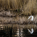 Great Egret's flight to a new position Photograph by Torbjorn Swenelius Great Egret's flight to a new position Photograph by Torbjorn Swenelius