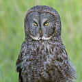 Great Gray Intensity Photograph by Mark Miller Great Gray Intensity Photograph by Mark Miller
