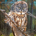 Great Grey Owl 2 by Sharon Duguay Great Grey Owl 2 by Sharon Duguay