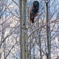 Great Grey Owl Photograph by Doug Gibbons Great Grey Owl Photograph by Doug Gibbons