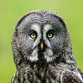 Great Grey's Portrait Closeup Square Photograph by Torbjorn Swenelius Great Grey's Portrait Closeup Square Photograph by Torbjorn Swenelius