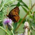 Great Spangled Fritillary Photograph by Holden The Moment Great Spangled Fritillary Photograph by Holden The Moment