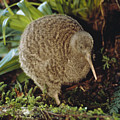 Great Spotted Kiwi Apteryx Haastii Male by Tui De Roy Great Spotted Kiwi Apteryx Haastii Male by Tui De Roy