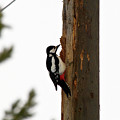 Great Spotted Woodpecker by Jouko Lehto Great Spotted Woodpecker by Jouko Lehto