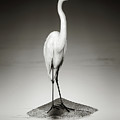 Great white egret on Hippo Photograph by Johan Swanepoel Great white egret on Hippo Photograph by Johan Swanepoel