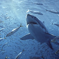 Great White Shark Carcharodon Photograph by Mike Parry Great White Shark Carcharodon Photograph by Mike Parry