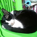 Green Chair Sleeping Photograph by Sukalya Chearanantana Green Chair Sleeping Photograph by Sukalya Chearanantana