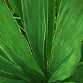 Green Glow by Linda Sannuti Green Glow by Linda Sannuti