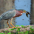 Green Heron DMSB0075 Photograph by Gerry Gantt Green Heron DMSB0075 Photograph by Gerry Gantt
