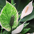 Green Photograph by Russell Brown Green Photograph by Russell Brown