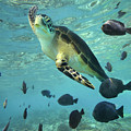 Green Sea Turtle Balicasag Island Photograph by Tim Fitzharris Green Sea Turtle Balicasag Island Photograph by Tim Fitzharris