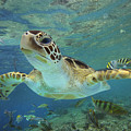 Green Sea Turtle Swimming Photograph by Tim Fitzharris Green Sea Turtle Swimming Photograph by Tim Fitzharris