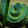 Green Tree Python by Jonas Luis