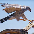 Grey Hawk Alights by Martin Konopacki