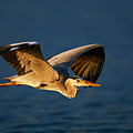 Grey Heron In Flight by Johan Swanepoel Grey Heron In Flight by Johan Swanepoel