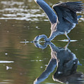 Grey Herons Fishing in Action Photograph by Torbjorn Swenelius Grey Herons Fishing in Action Photograph by Torbjorn Swenelius