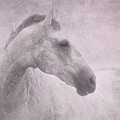 Grey Horse - Pink Blush Texture by Michelle Wrighton