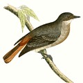 Grey Redstart by English School Grey Redstart by English School