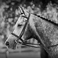 Grey Show Horse In Black And White by Michelle Wrighton
