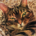 Griffin My Bengal Cat by Alicia Hollinger