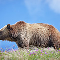 Grizzly and Blue Sky Photograph by Mark Miller Grizzly and Blue Sky Photograph by Mark Miller