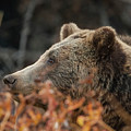 Grizzly Bear Portrait in Fall Photograph by Mark Miller Grizzly Bear Portrait in Fall Photograph by Mark Miller