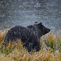 Grizzly in Falling Snow Photograph by Mark Miller Grizzly in Falling Snow Photograph by Mark Miller
