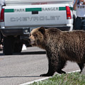 Grizzly in Yellowstone Photograph by Mark Miller Grizzly in Yellowstone Photograph by Mark Miller