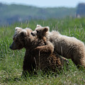 Grizzly Mother And a Cub in Katmai National Park Digital Art by OLena Art Grizzly Mother And a Cub in Katmai National Park Digital Art by OLena Art