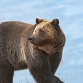 Grizzly's Attention Photograph by Mark Miller Grizzly's Attention Photograph by Mark Miller